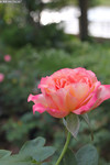 粉红玫瑰图片 植物花卉特写