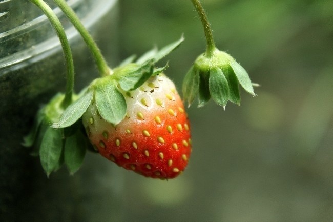 新鲜草莓摄影图片下载