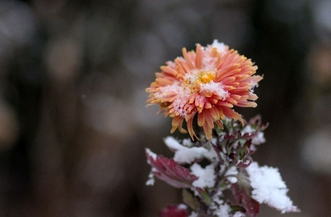 雪中菊花摄影图片下载