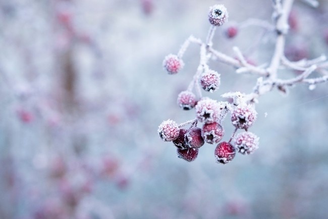 冬季果树冰霜高清图片下载