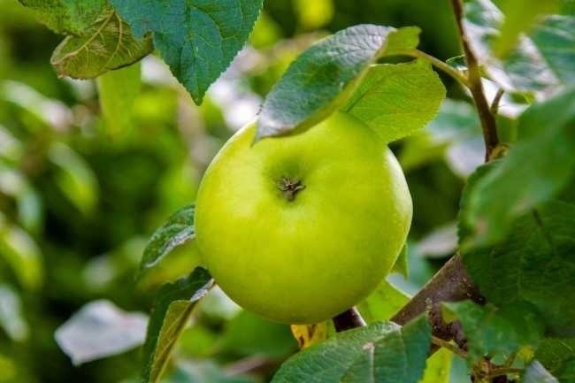 苹果树上的苹果高清图片