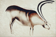 古代动物壁画图片
