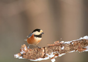 冬天小鸟图片 