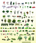 绿植图片大全 景观树PSD素材