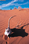 沙漠羚羊头骨图片