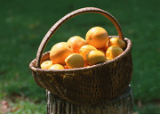 一籃橙子圖片
