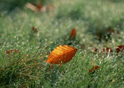 雨后草地上的落叶图片