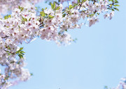 樱花树图片 樱花背景素材