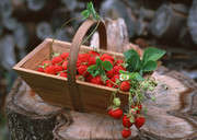 红通通的草莓图片 一篮子水果