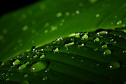 晶莹的水滴绿叶图片