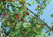 杏子树图片 青色杏子挂树枝的图片