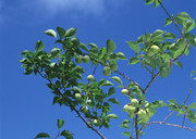 杏子树图片素材 