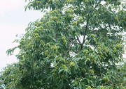 板栗树图片