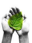 手捧绿叶的图片 保护生态环境素材