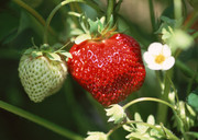 青红草莓图片