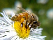 蜜蜂采蜜微距图片