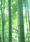 青竹图片素材 挺拔的竹子