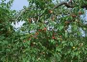 一树的杏子图片 水果丰收的照片