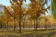 秋天树林图片 落叶满地的图片