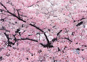 粉红樱花桌面壁纸图片