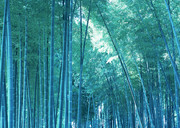 竹海图片素材 关于竹子的图片