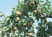 梨树摄影图片 满树的梨图片