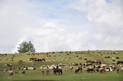 新疆草原风光图片 一群牛羊图片 