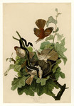 动物工笔画图片 蛇鸟大战国画素材