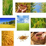 丰收的图片 稻谷粮食图片