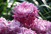 紫色菊花高清图片
