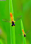 食蚜蝇昆虫特写图片