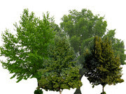松树透明背景图片