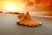 海螺超清晰图片 海滩美景图片