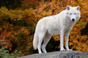 白狼高清图片 关于狼的图片