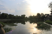 池塘黄昏图片 湖面水草图片