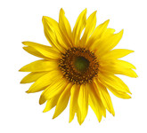 太阳花图片 向日葵高清图片