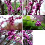 紫色植物花卉高清图片