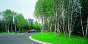 白桦树摄影图片 城市景观