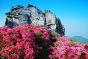 大别山篓子石景观 鲜艳的杜鹃花图片