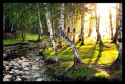 森林小溪风景图片