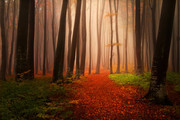 森林晨雾风景图片 秋天的图片 