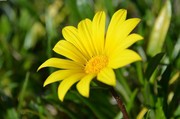 漂亮的黄色野菊图片 