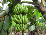 香蕉丰收的图片