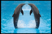 可爱的海豚图片