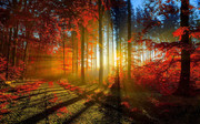 晨曦美景图片 穿过树林的阳光
