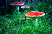红蘑菇图片 野蘑菇摄影