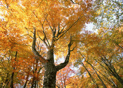 秋天枫树高清摄影