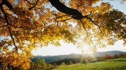 秋天树木摄影图片 