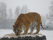 东北虎图片 冬天的老虎