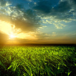 绿色麦地风光 夕阳下的麦田图片